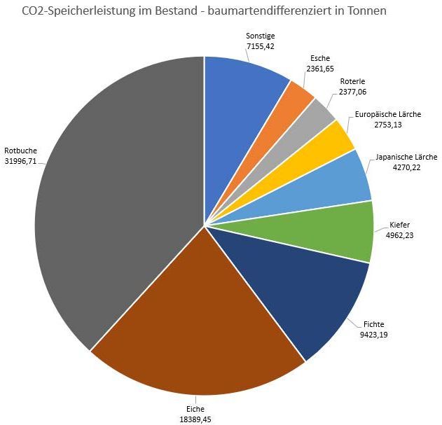 Tortendiagramm, das die CO2 Speicherleistung nach Baumart aufgeschlüsselt zeigt. Den größten Anteil haben die Rotbuchen mit knapp 1/3.