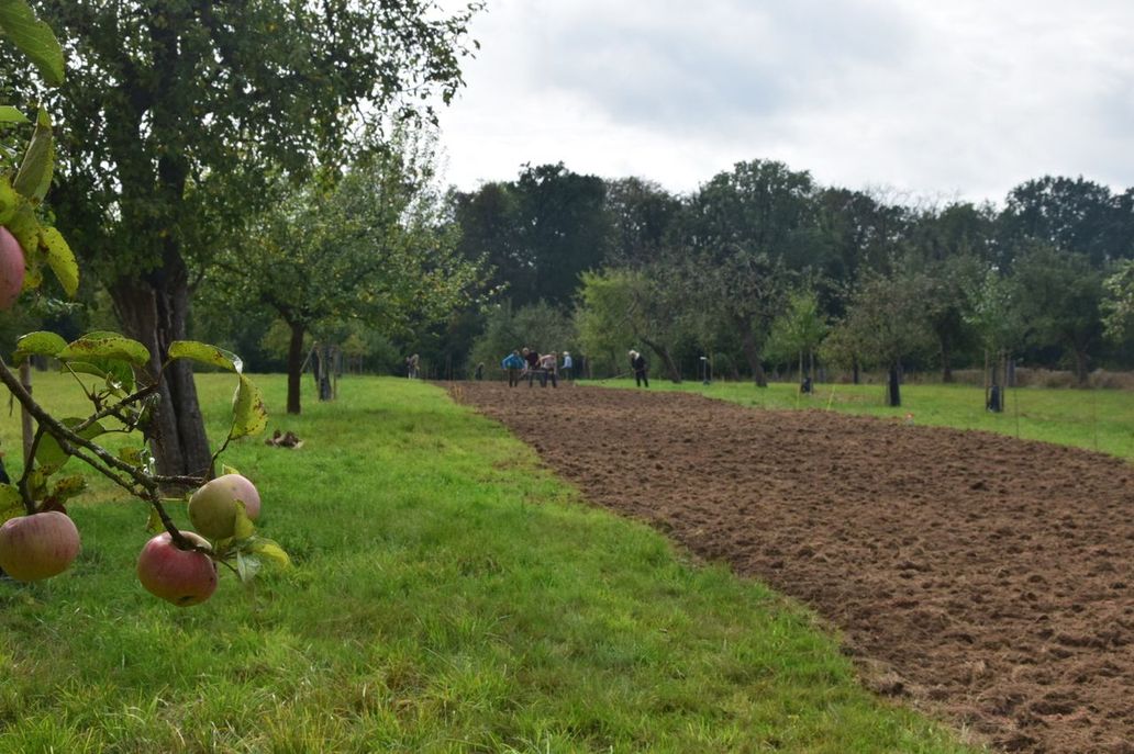 Blick auf die Streuobstwiese mit umgegrabenem Streifen
